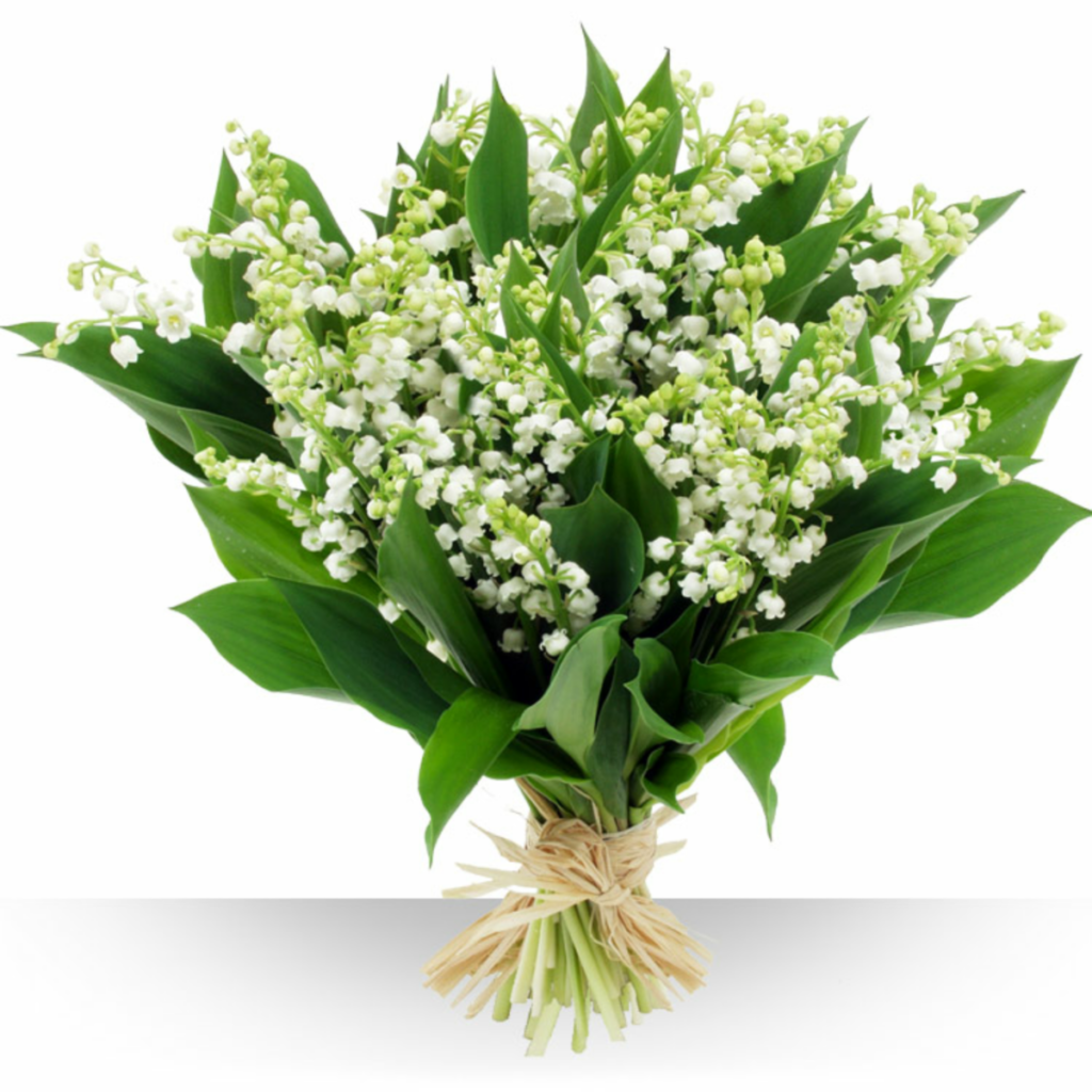 Muguet